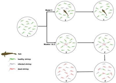 A generalizable and turnable engineered ecosystem provides a clear route to prosperity and well-being to harness the world’s aquatic “blue” food systems to help end hunger: A perspective
